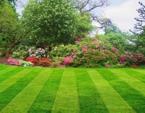 Freshly mowed grass, landscaped flower bed. Landscaping done by our landscaping company in Foxborough, MA