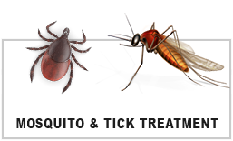 mesquito and tick