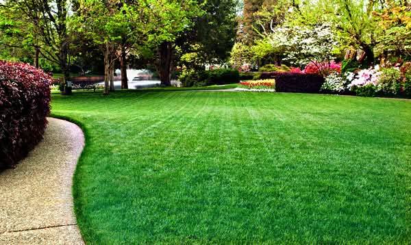 Lawn Care Pic
